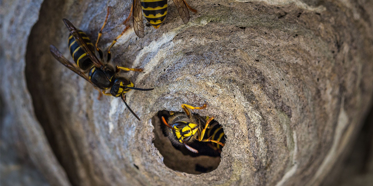 Ako sa zbavit osieho hniezda